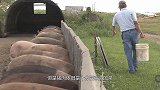 美国人基本不吃猪肉，为何成了养猪大国？看完你还敢吃吗？