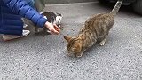 停车场遇见两只可怜的流浪猫，细看真的是饿坏了