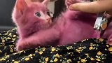 刚接收到一只被染色的猫！只想说一句：可以不爱，请别伤害！流浪猫 实拍救助流浪猫