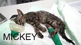猫被车撞后奄奄一息！为了活下去，它竟然用这种方式向医生求救