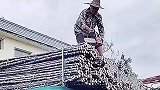 大爷锯甘蔗，这不是浪费吗