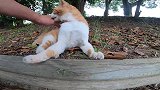 在公园漫步时，被一只流浪猫呼喊过来，全程话痨不停
