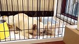 法斗犬：粑粑这是亲自教自己女儿，自我防御的本领