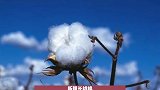 新疆棉花，世界顶级，中国自己还不够用！