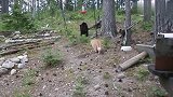 猫咪在森林里遇见一头熊，对峙一番后，居然把熊都吓上树了！