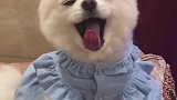 狗子：我可是淑女，要注意坐姿！