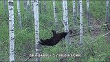 男子狩猎遇到黑熊，驻足观望两眼，不料黑熊突然冲了过来