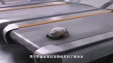 男子给残疾乌龟装上轮子，跑得飞快，人送称号龟界“博尔特”