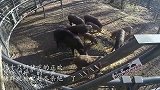 几十只野猪吃的正欢，只听“砰”的一声，猪群就被“赶尽杀绝”了