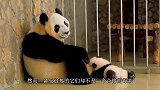 熊猫吃竹子一次次推开宝宝，突然想起娃是亲生的，神反转太可爱了