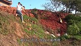 小玉上山摘洋藿，腌制成特色小菜，天然健康又美味