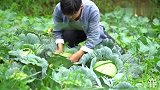 用老腊肉炒手撕包菜，再搭配上煎饼，这味道太爽了