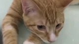 猫：铲屎的，俺想吃小鱼干了！