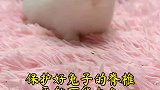 宠物兔应该怎么抱