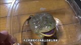 主人出差十天回来，乌龟全身肿胀像气球，情急之下用针头帮它放气