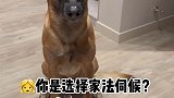 实锤养了一个绿茶狗