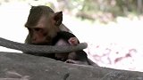 小猴子被坏猴子绑架，非常害怕和恐惧，不停地大声叫喊妈妈！