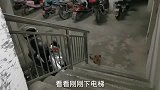 流浪狗纳投名状，带着同伙投奔小伙，为能填饱肚子加入阿天军团