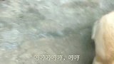 中华田园犬：哎呀，认错人了，真不好意思