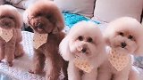 主人给4只泰迪拍照，其中一只因脸大，遭到同伴的嫌弃，太逗啦！