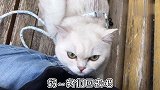 出门锻炼猫咪胆量，喵：我不是怂，只是有点腿软走不动