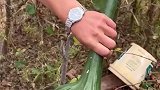 树上长的变异蔬菜，这是什么锤
