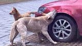 车主路边违停，流浪狗一出手“整治”，车主直接傻眼了！