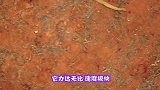 螃蟹在河边挖洞，没想到出现了一条蛇，螃蟹和蛇究竟发生了什么