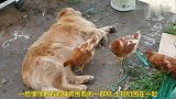 母鸡为狗狗梳理毛发，狗狗舒服地躺在地面上，太和谐了