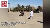 毛驴被牵进学校受惊发狂，拽着身后男生满校园乱窜