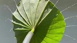 这样的淋浴神器你见过没，绿色环保无污染