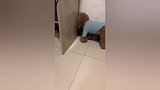 女主人演戏，泰迪被折磨疯了，太搞笑了！