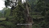 贵州小山村里隐藏着亚洲楠木王，树干围径就达13米，无价之宝
