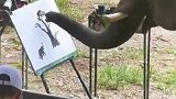这年头大象都会画画了啊