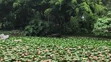 青秀山状元泉莲花池