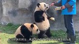 熊猫在日本太嚣张，竟成了动物园小霸王，碰到女饲养员就求抱抱