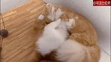 两只猫咪打起架来，最后时刻的扫堂腿，也太帅气了吧！