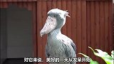一个敢和二傻子拼智商的的大鸟，你爱了吗