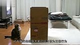 猫咪跳跃时，前脚居然是闲置的，将镜头放慢后大吃一惊