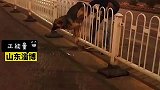狗子跨栏失败被挂住，好心司机出手相助，狗子都被挂吐了
