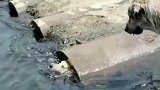 狗狗掉水里不停地挣扎，主人拿手机路边拍