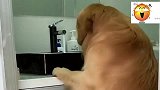 主人忘记关水龙头，金毛和马犬急坏了，接下来你们忍住别笑！