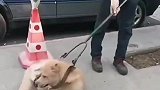 遛狗不栓绳，大爷一招制服