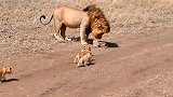 雄狮爸爸带孩子，被小家伙缠着想逃都逃不掉啊！