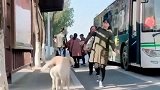 金毛在公交站等小主人回家，看见小主人那一刻，高兴坏了
