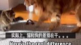 猫和狗的思维差异在于哪里呢