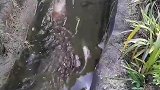 水沟里发现野猪仔，被吓得惊慌逃跑！