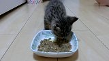 带回家第一天的小狸花猫，吃猫粮都斯斯文文的，好可爱