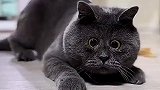 二猫子怎么斗鸡眼了
