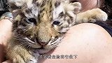 七年后的小狮子，再次看到当年的养父，冲上去直接将他扑倒！